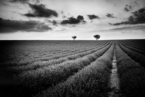 Art Print: Abstract black and white landscape with lonely trees with lavender lavender. Artistic dramatic natu: 18x12in