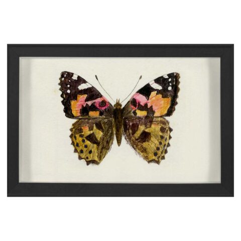 Hubbard Butterfly, Small: 1632