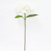 Single Hydrangea White